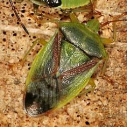 Elasmostethus minor